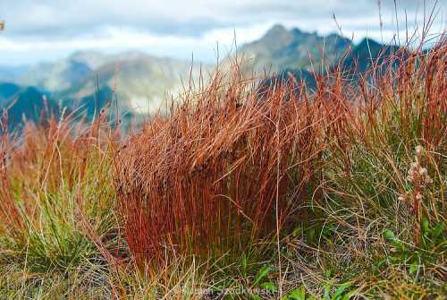 Ситник трехраздельный (juncus trifidus).