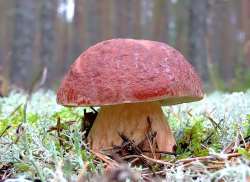 Польский гриб.